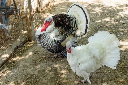 Adult male turkey in farm 