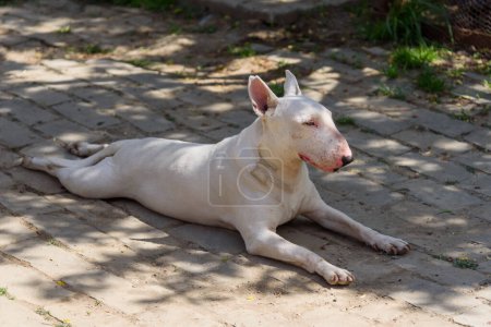 White English bull terrier lying down