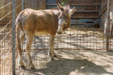 Donkey on the Farm in Serbia