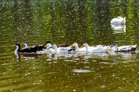Patos buscando comida en el lago. Los patos nadan en el lago
.