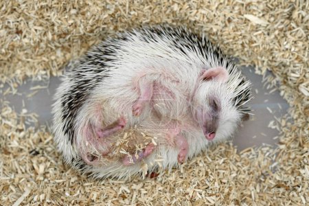 The four-toed hedgehog, also known as the African pygmy hedgehog lying down