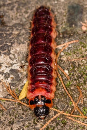 Caterpillar of the goat moth (Cossus cossus) 
