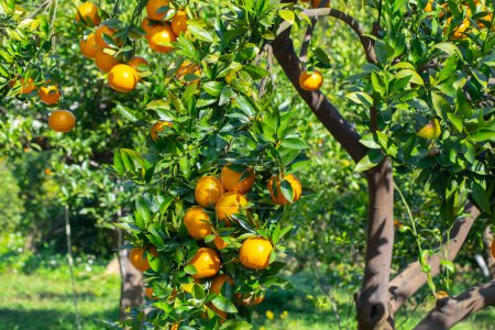 Téléchargez les photos : Orange tree orchard full of yellow and orange mandarins in sunlight - en image libre de droit