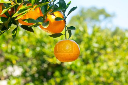 Téléchargez les photos : Orange tree orchard full of yellow and orange mandarins in sunlight - en image libre de droit
