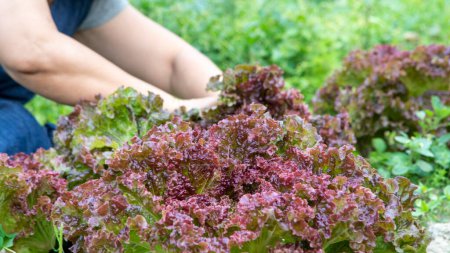 Téléchargez les photos : Nutritious and crispy vegetables are harvested in the spring vegetable garden - en image libre de droit