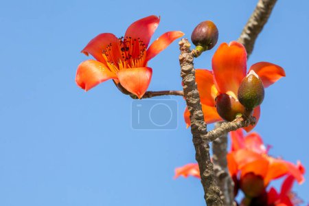 Téléchargez les photos : Le printemps à Taiwan est la saison où les kapoks sont en pleine floraison - en image libre de droit