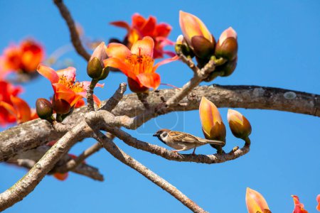 Photo for In the spring kapok season, the kapok is in full bloom and the birds are coming - Royalty Free Image