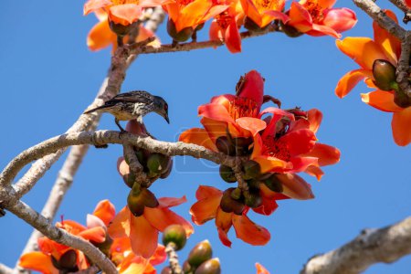 Photo for In the spring kapok season, the kapok is in full bloom and the birds are coming - Royalty Free Image