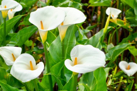 Téléchargez les photos : Fermer Lys calla blanc au printemps calla lily park - en image libre de droit