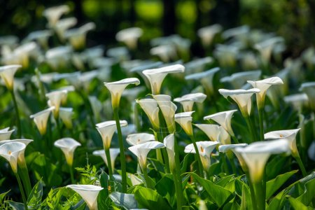 Weiße Calla-Lilien aus nächster Nähe im Frühling Calla-Lilienpark