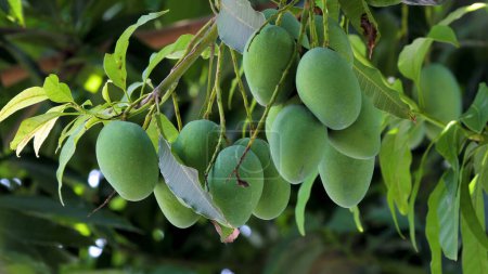 Mangos reifen auf einem Mangobaum in der Sonne