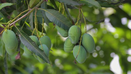 Mangos reifen auf einem Mangobaum in der Sonne