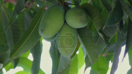 Mangoes about to ripen on a mango tree in the sun
