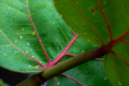 Close -up vine -growing plant sea grape leaves on the leaf on the leaves