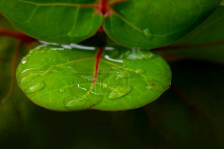 Close-up-Reben -Pflanzen Meer Traubenblätter auf dem Blatt auf den Blättern