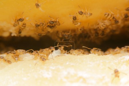 Photo for Close-up tapinoma sessile, odorous house ant, sugar ant, stink ant eat avocado - Royalty Free Image
