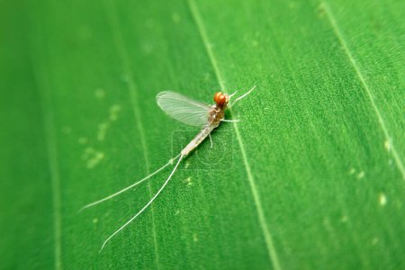 Photo for Close-up mayfly on green leaf, night time - Royalty Free Image