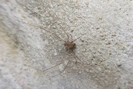 Araña del sótano de cuerpo corto, Physocyclus globosus