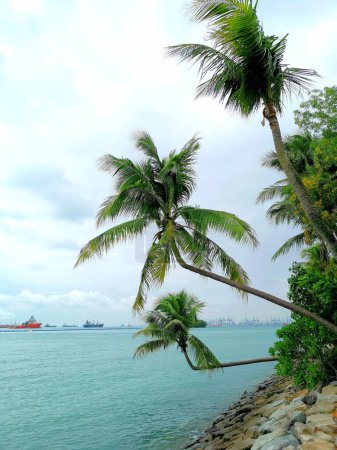 Téléchargez les photos : Palms with the sea in Singapore Sentosa - en image libre de droit