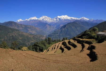 Téléchargez les photos : Plaines de riz en terrasses dans la zone de conservation de l'Annapurna et chaîne de Manaslu enneigée, Népal. - en image libre de droit
