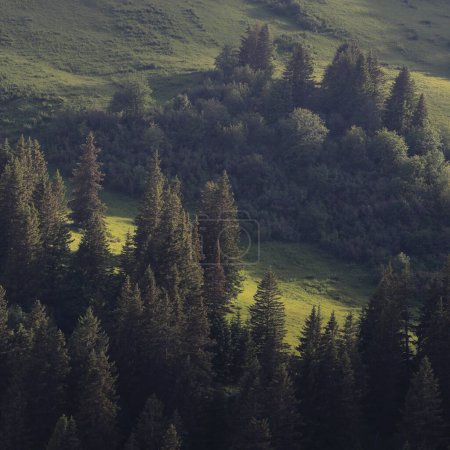 Téléchargez les photos : Prairie de montagne vert vif et forêt de pins. - en image libre de droit