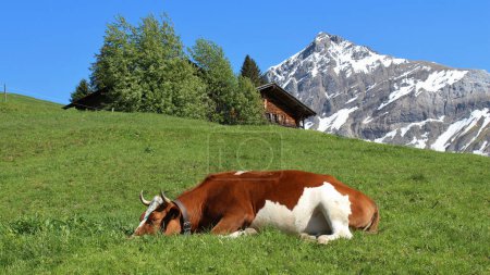 Téléchargez les photos : Vache endormie dans un pré vert, montagne et cabane
. - en image libre de droit