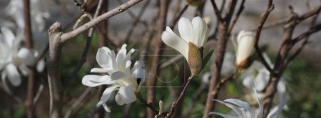 Photo for Bud of a Magnolia Stellata tree in Bolzano, Italy. Arrival of spring. - Royalty Free Image