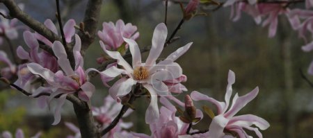 Téléchargez les photos : Fleurs roses d'un arbre Magnolia Stellata à Bolzano, Italie. - en image libre de droit