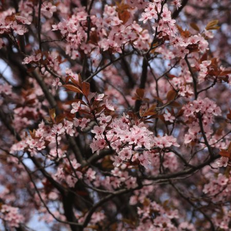 Detail eines rosa blühenden Kirschpflaumenbaums in Bozen, Italien.