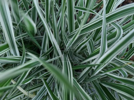 Long grass in a flow. Lush foliage in the background. Decorative grass in a focus.
