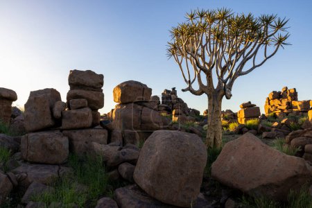 Téléchargez les photos : Carquois entre de grandes roches à Giants Playground Namibie - en image libre de droit