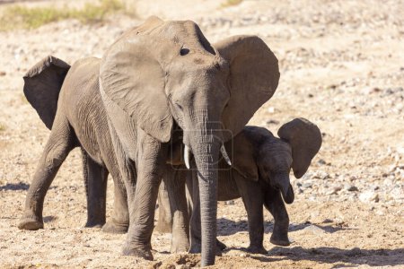 Téléchargez les photos : Famille d'éléphants debout ensemble Kruger NP Afrique du Sud - en image libre de droit