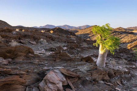 Téléchargez les photos : Moringa africain dans le canyon Kuiseb Namibie - en image libre de droit