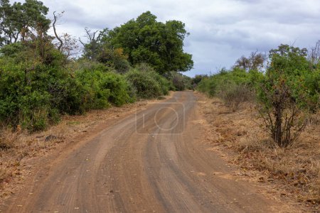 Camino de tierra en el bosque en Kruger NP Sudáfrica