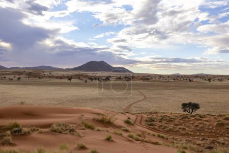 Red sand dune and camel thorn trees Namibrand Namibia