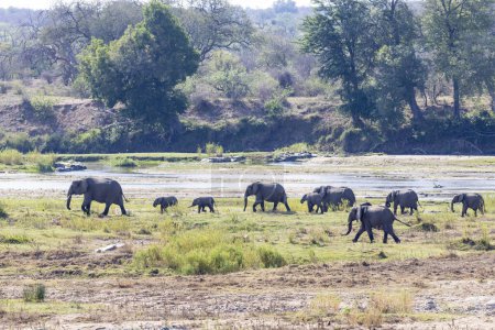 Troupeau d'éléphants marchant dans le lit de la rivière Kruger NP Afrique du Sud