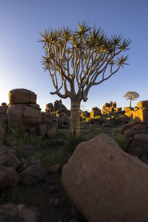 Téléchargez les photos : Carquois et gros rochers dans l'aire de jeux du diable Namibie - en image libre de droit