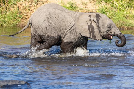 Éléphant marchant dans l'eau dans la rivière Kruger NP Afrique du Sud
