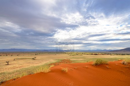Blue sky, green grass and red sand dune Namibia