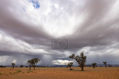 First rain of the season on the dry Namib Desert Namibia