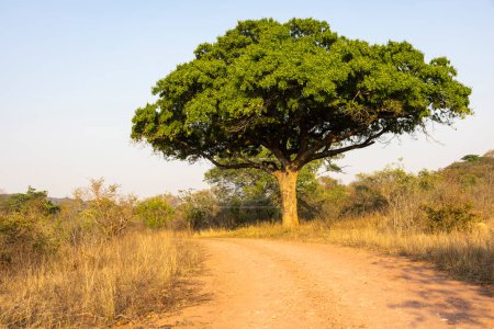 Árbol grande con hojas verdes entre hierba seca junto a la carretera de grava Kruger NP Sudáfrica