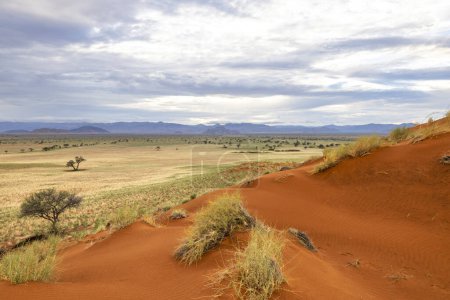 Red sand dunes with green grass on the plain after the first rain Namibia