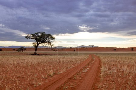 Tracks in the red sand of the desert Namib Desert Namibia
