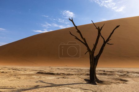 Dead camel thorn tree in Deadvlei Namibia