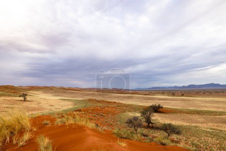 Grass covered red sand dune Namibrand NR Namibia