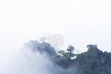 Téléchargez les photos : Arbres verts au sommet d'une montagne rocheuse regardant hors des nuages - en image libre de droit