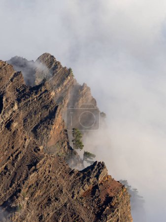 Téléchargez les photos : Un arbre vert sur un rocher escarpé enveloppé de nuages par une journée ensoleillée - en image libre de droit
