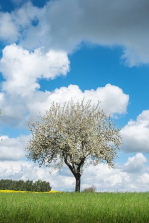 Téléchargez les photos : Pommier en fleurs sur une prairie verte sous le ciel des nuages - en image libre de droit