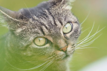 Téléchargez les photos : Vue rapprochée d'un chat regardant dans la lentille. Chat tabby avec de longs moustaches - en image libre de droit