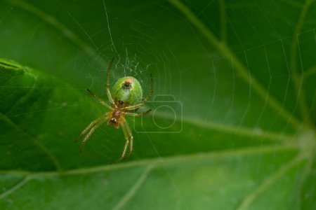 Téléchargez les photos : Araignée Araniella cucurbitina sur toile d'araignée avec fond de feuille verte. Environnement naturel. Toile d'araignée, Aranéidés, Concombre vert araignée - en image libre de droit